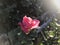 Red rose in backlight sun shine. Garden flower.