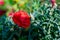 Red rose, beautiful blurred background with a bright flower. Blooming nature in summer. Rich contrasting color with green