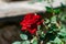 Red rose, beautiful blurred background with a bright flower. Blooming nature in summer. Rich contrasting color with green