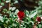 Red rose, beautiful blurred background with a bright flower. Blooming nature in summer. Rich contrasting color with green