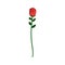 Red rose . Beautiful flower on white background