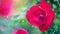 Red rose. Beautiful red rose flowers blooming in summer garden. Roses growing