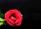 Red rose on black background. Beautiful blossom with velvet petals. Red flower banner template with text space