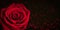 Red rose on black background with blurred hearts.