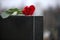 Red rose on black granite tombstone outdoors. Funeral ceremony