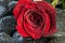 Red rose on black stones