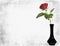 red rose in black vase