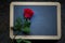 Red rose on blackboard