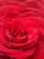 Red rose bloom background with perspective blur