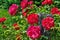 Red rose bloom in garden on background of blue sky