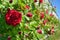 Red rose bloom in garden on background of blue sky