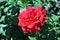Red rose blooming on green bush, terry petals close up detail, soft blurry background