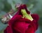 Red Rose Blossom and Green Tree Frog