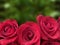 Red rose blur background with space for text.