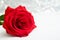 Red Rose with boke Background. copy space - Valentines and 8 March Mother Women& x27;s Day concept