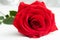 Red Rose with boke Background. - Valentines and 8 March Mother Women's Day concept