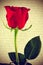 Red rose and book, for Saint Georges Day in Catalonia, Spain