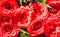 Red rose bouquet closeup. Sunny floral texture photo. Rose flowers in green leaves. Romantic banner template