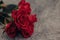 Red Rose Bouquet on concrete background