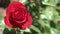 Red rose on the branch. The background is out of focus.