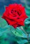 Red Rose on the Branch in the Garden. Bright Red Rose for Valentine\'s Day.
