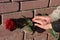 Red rose on brick wall background. A man`s hand lies on a woman`s hand. Concept of love. Valentine`s day and March 8