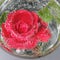 Red rose with bubbles of water in a vase of glass