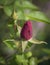 Red Rose Bud