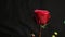 Red rose bud on a black blurred background. Soap bubbles fall on a flower. close-up. air bubbles. beautiful soft vertical rose.