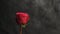 Red rose bud on a black blurred background. white smoke from a hookah envelops the flower. close-up