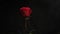 Red rose bud on a black blurred background. white smoke from a hookah envelops the flower. close-up. air bubbles fall on a flower.