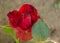 Red rose bud with burgundy stripes, close-up