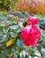 Red rose bud in the cold