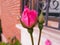 Red Rose bud, opening next to another cocoon about to open up. You can see a window with its gate