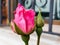 Red Rose bud, opening next to another cocoon about to open up. You can see a window with its gate