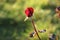 Red rose bud on a withering bush on green blur background