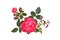 Red rose with buds and leaves on a white background (Latin name: