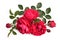 Red rose with buds and leaves on a white background (Latin name:
