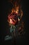 Red Rose Burning in Fire Created using Generative AI Tools