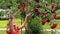 Red rose bush. Pregnant happy woman throw rose petals in garden