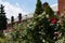 Red Rose Bushes in front of Old Brick Homes in Astoria Queens New York during the Summer