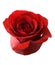 Red rose button