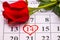 Red rose on calendar