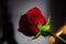 Red rose with candles, black background, mourning