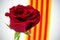 Red rose and Catalan flag for Saint Georges Day