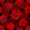 Red Rose, Chrysanthemum, Carnation, Peony and Amaryllis Flower Background. Seamless Vector Illustration