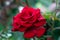 Red rose close-up in garden. Rosebush, nature background. Bright summer floral wallpaper. Flower decoration. The concept of