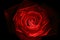 Red rose close up painted with lightstick