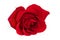 a red rose closeup