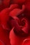 Red rose closeup background